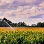 What Are the Key Considerations When Selecting a Water Transfer Pump for Agricultural Use?