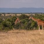 A beautiful view of two giraffes grazing by the trees in Ol Pejeta, Kenya
