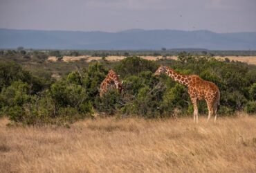 A beautiful view of two giraffes grazing by the trees in Ol Pejeta, Kenya