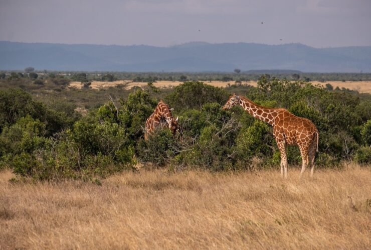 A beautiful view of two giraffes grazing by the trees in Ol Pejeta, Kenya